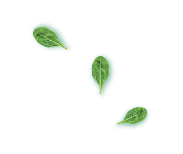 foglie decorative - nutrizionista lecco bergamo
